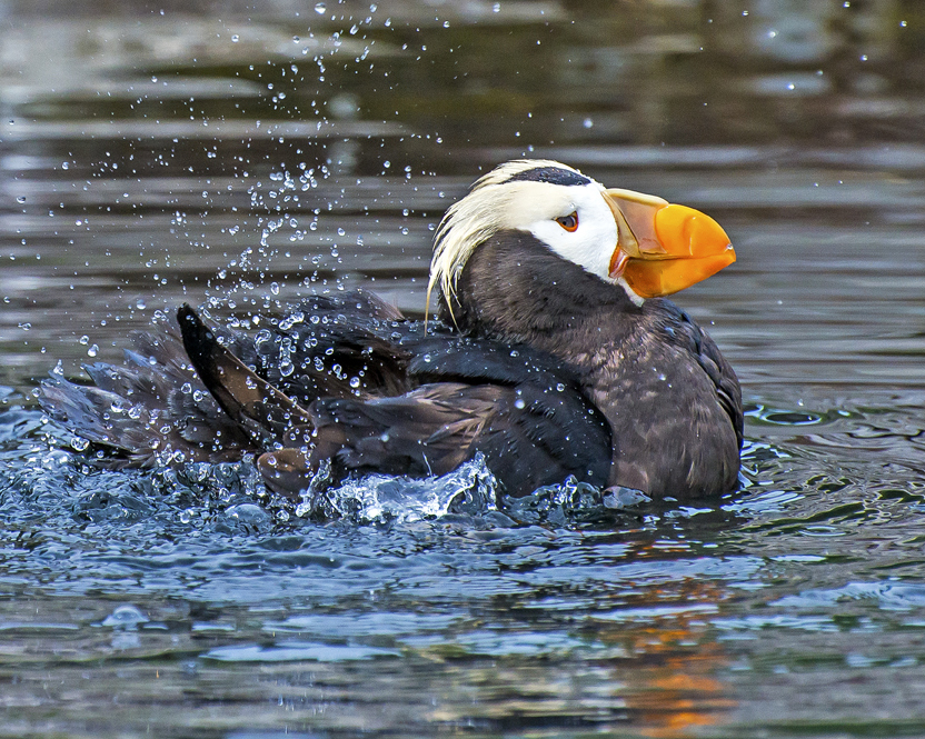 Tuffted Puffin bathing (1 of 1).jpg