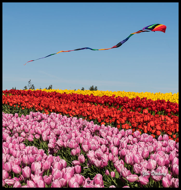 Tulip-Town-(99).jpg