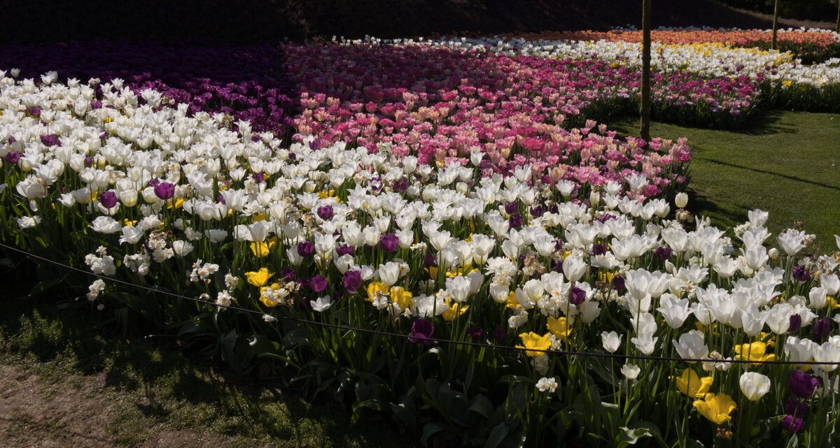Tulip_Festival_011.jpg