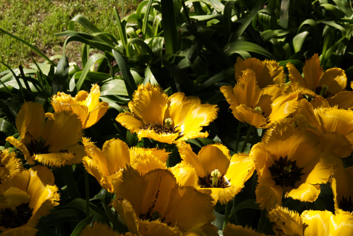 Tulip_Festival_1.jpg