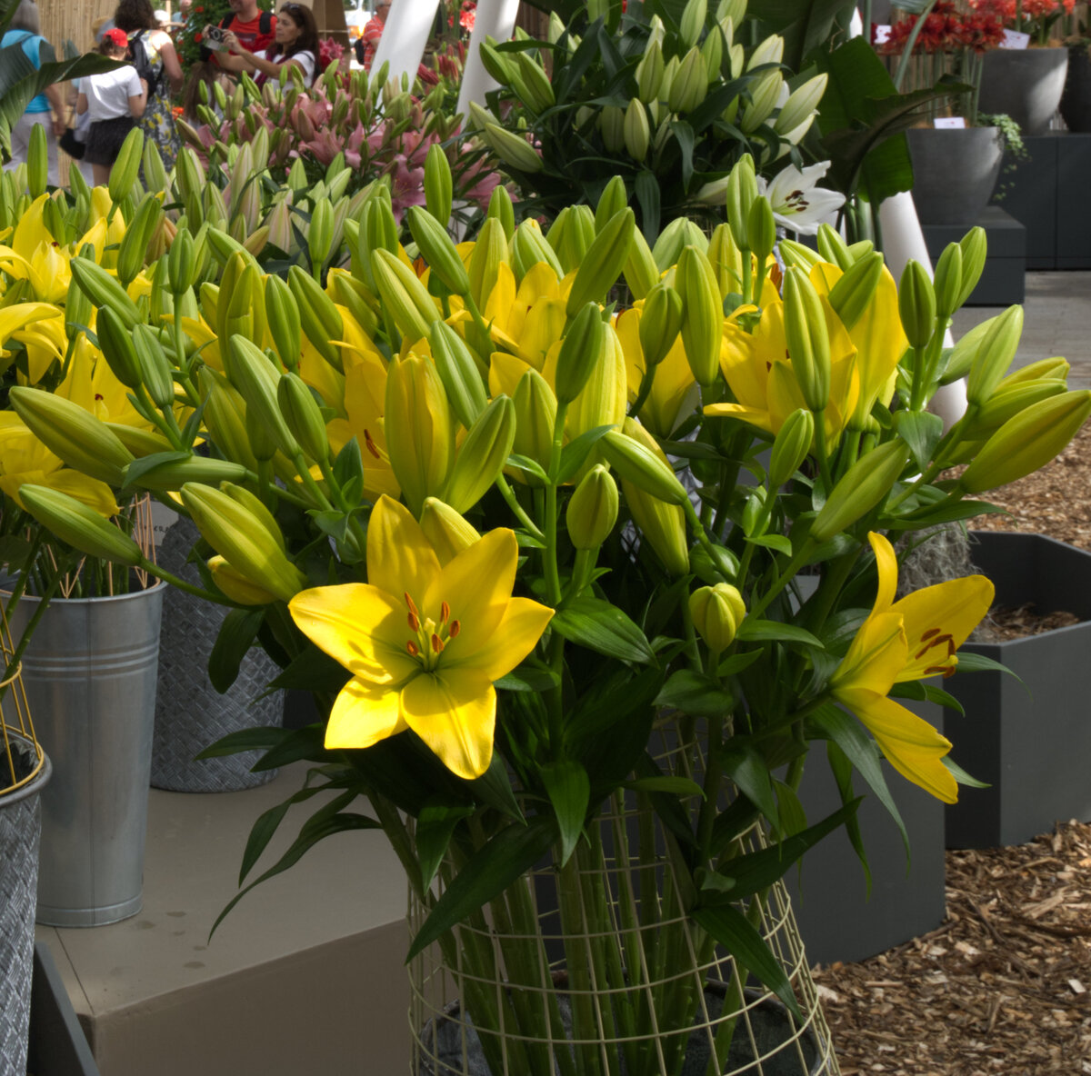 Tulip_Festival_14.jpg