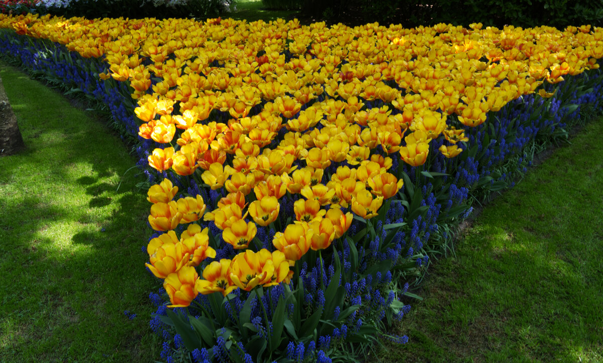 Tulip_Festival_16.jpg
