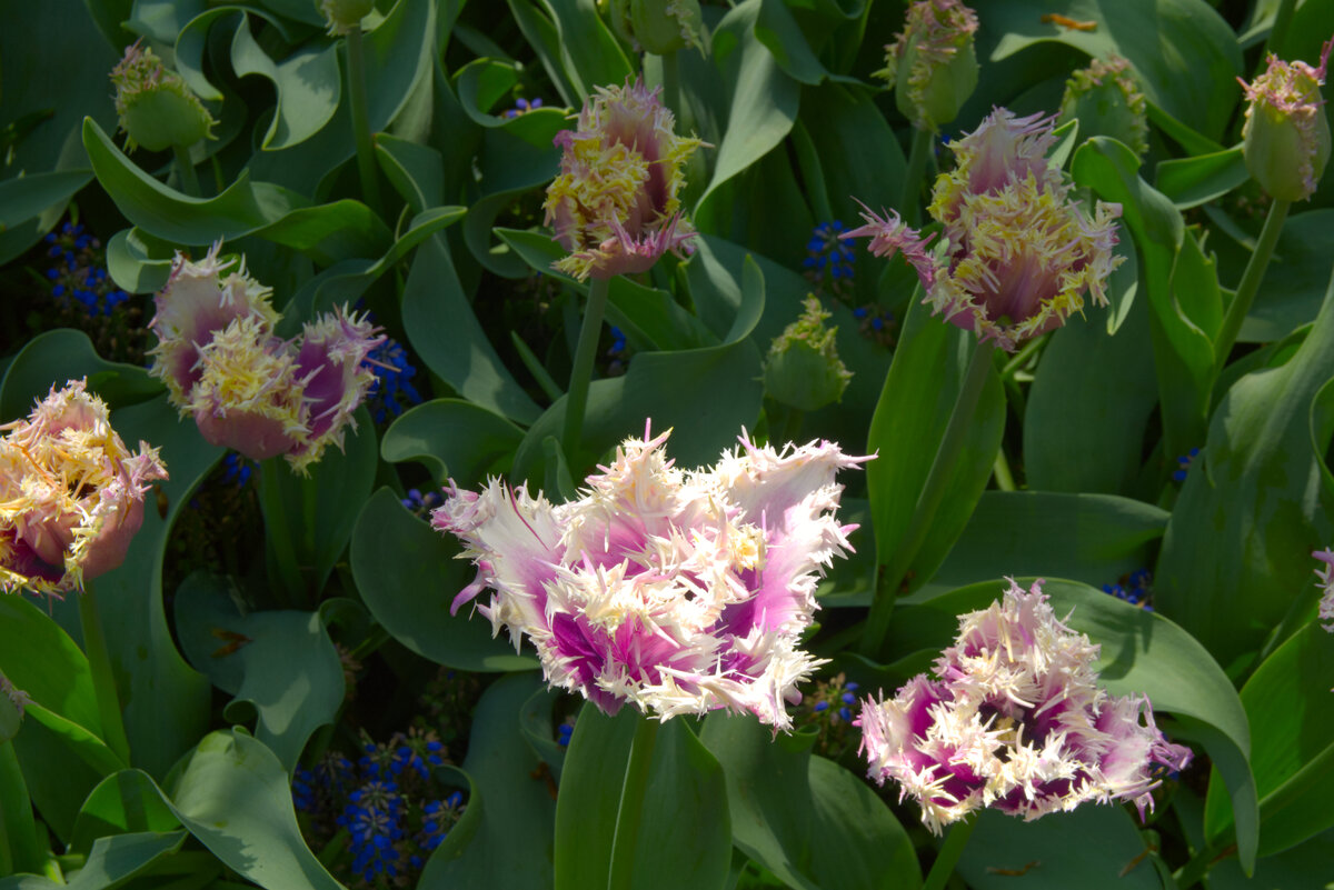 Tulip_Festival_19.jpg