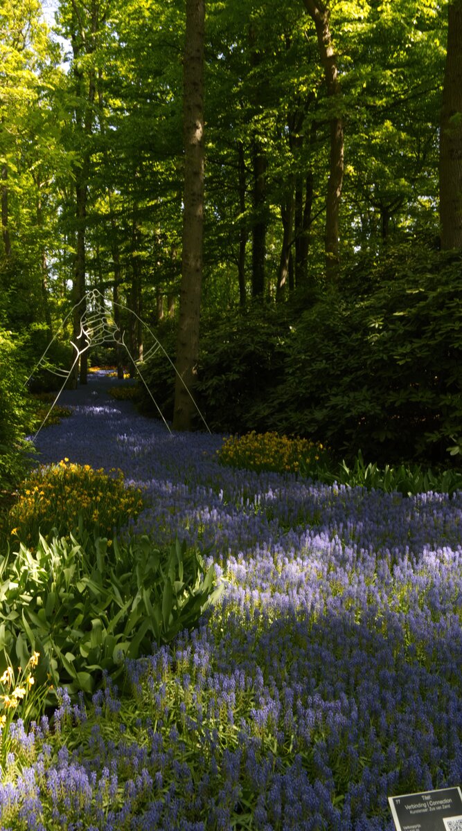 Tulip_Festival_31.jpg