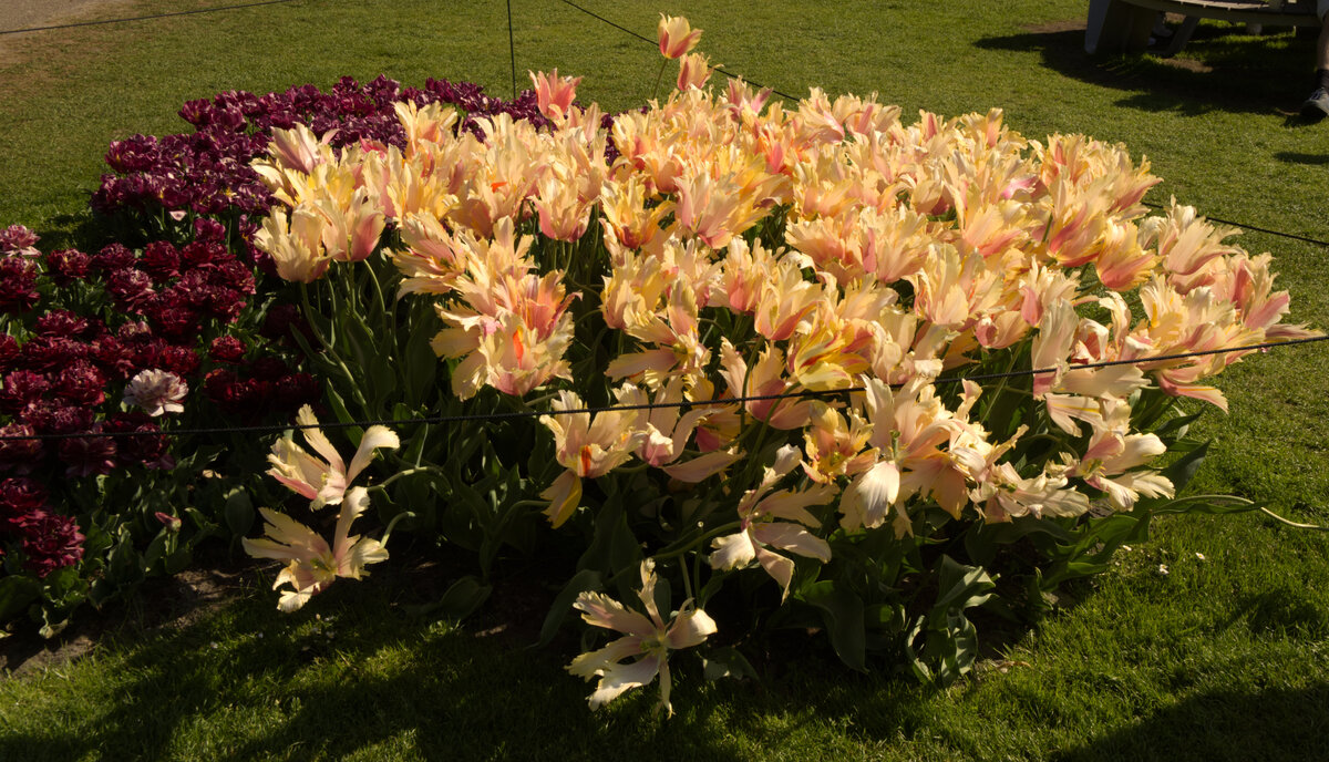 Tulip_Festival_6.jpg