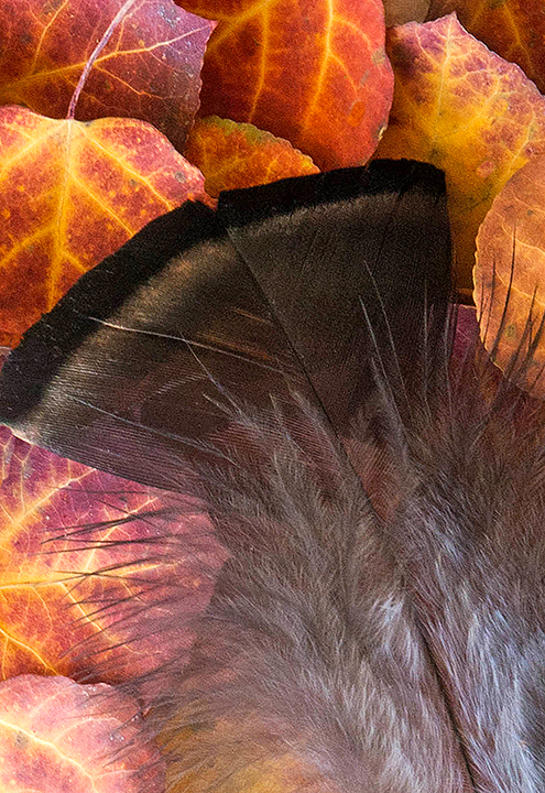 turkey feather (1 of 1).jpg