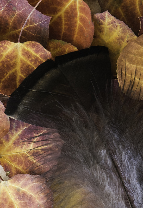 turkey feather on aspen leaves.jpg