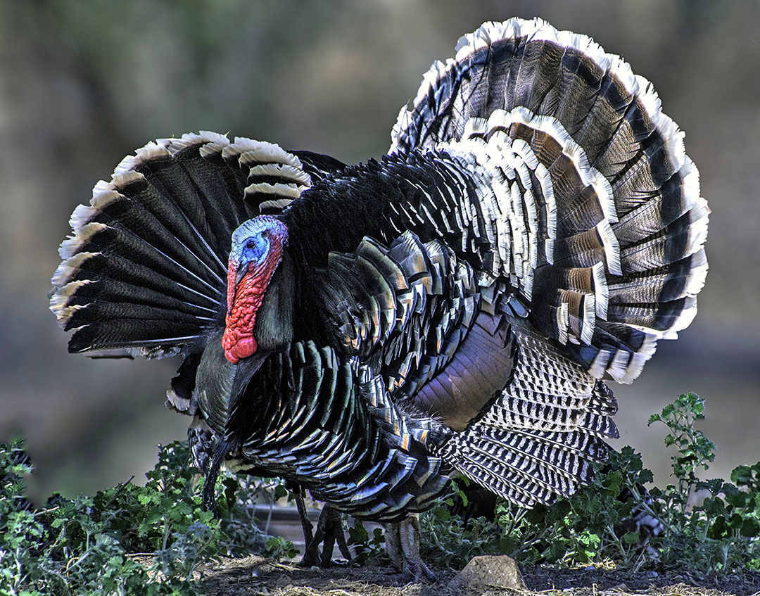 Turkey, Madiera Canyon, AZ.jpg