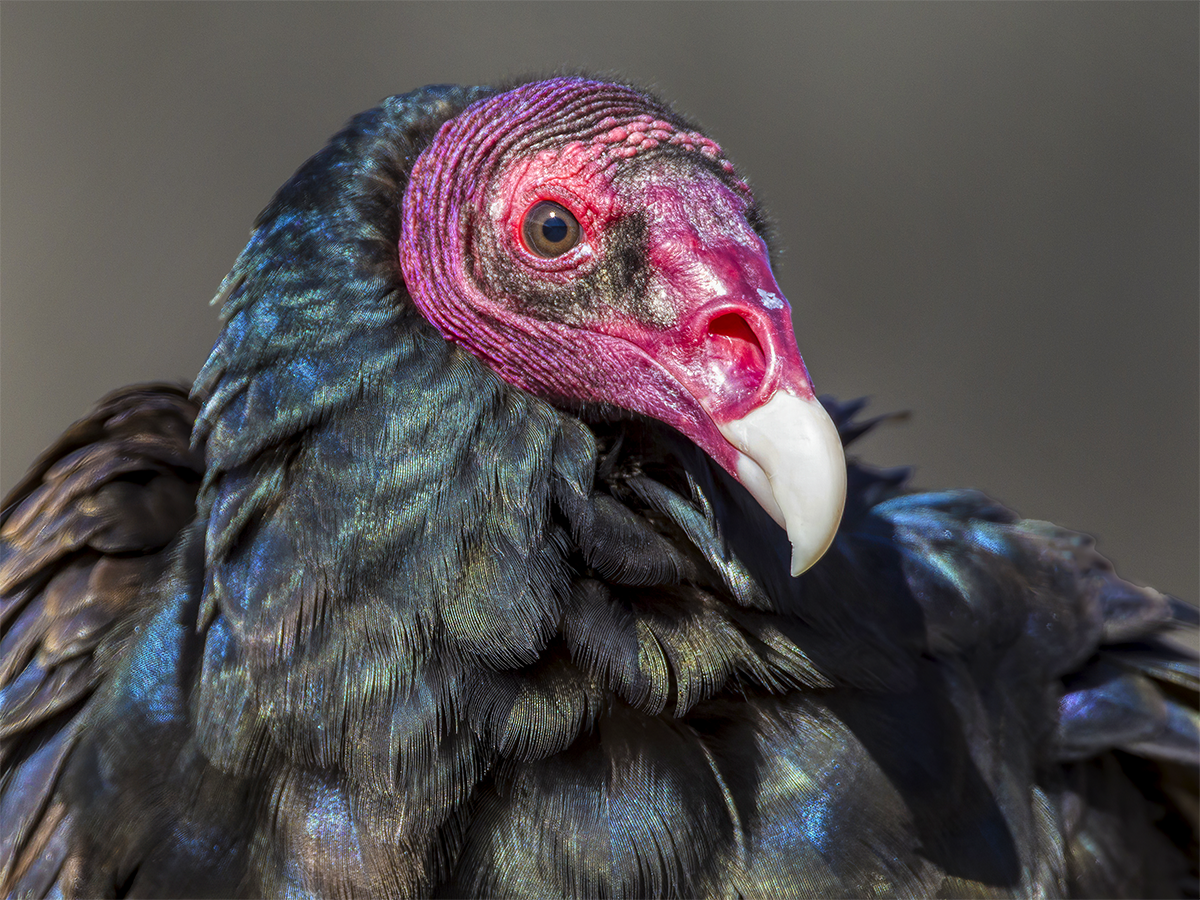 Turkey Vulture.png