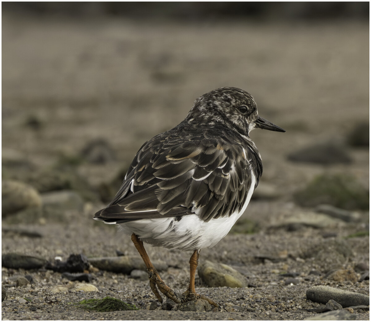 Juvenile Turnstone | Focal World