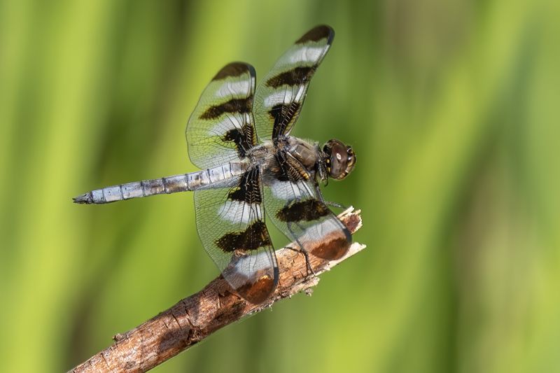 Twelve-spotted skimmer-3577-Edit.jpg