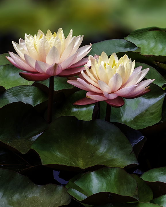 Two Water Lilies at Windmill Gardens, Cornville.jpg