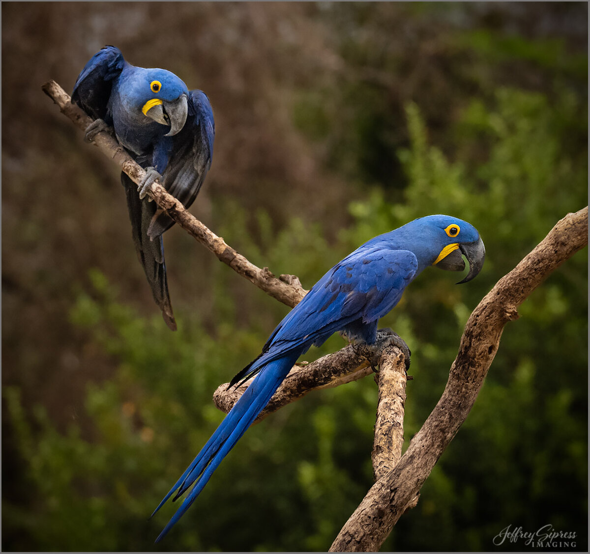 twomacaws1.jpg