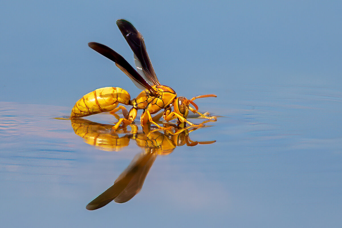 Umbrella Paper Wasps.jpg