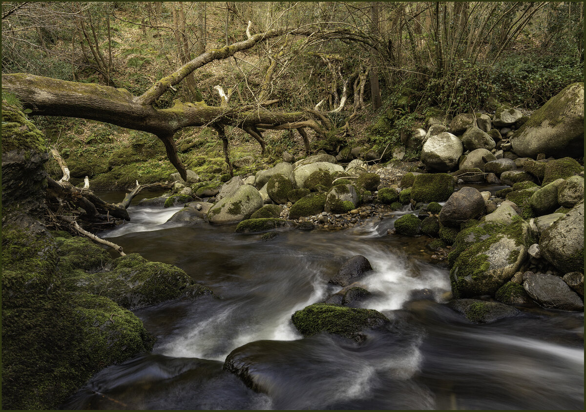 Under a fallen tree.jpg