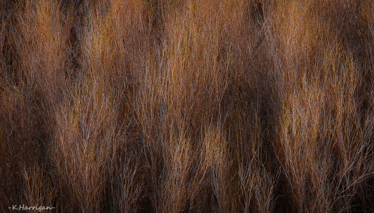 Untitled-1-sharpened willows.jpg