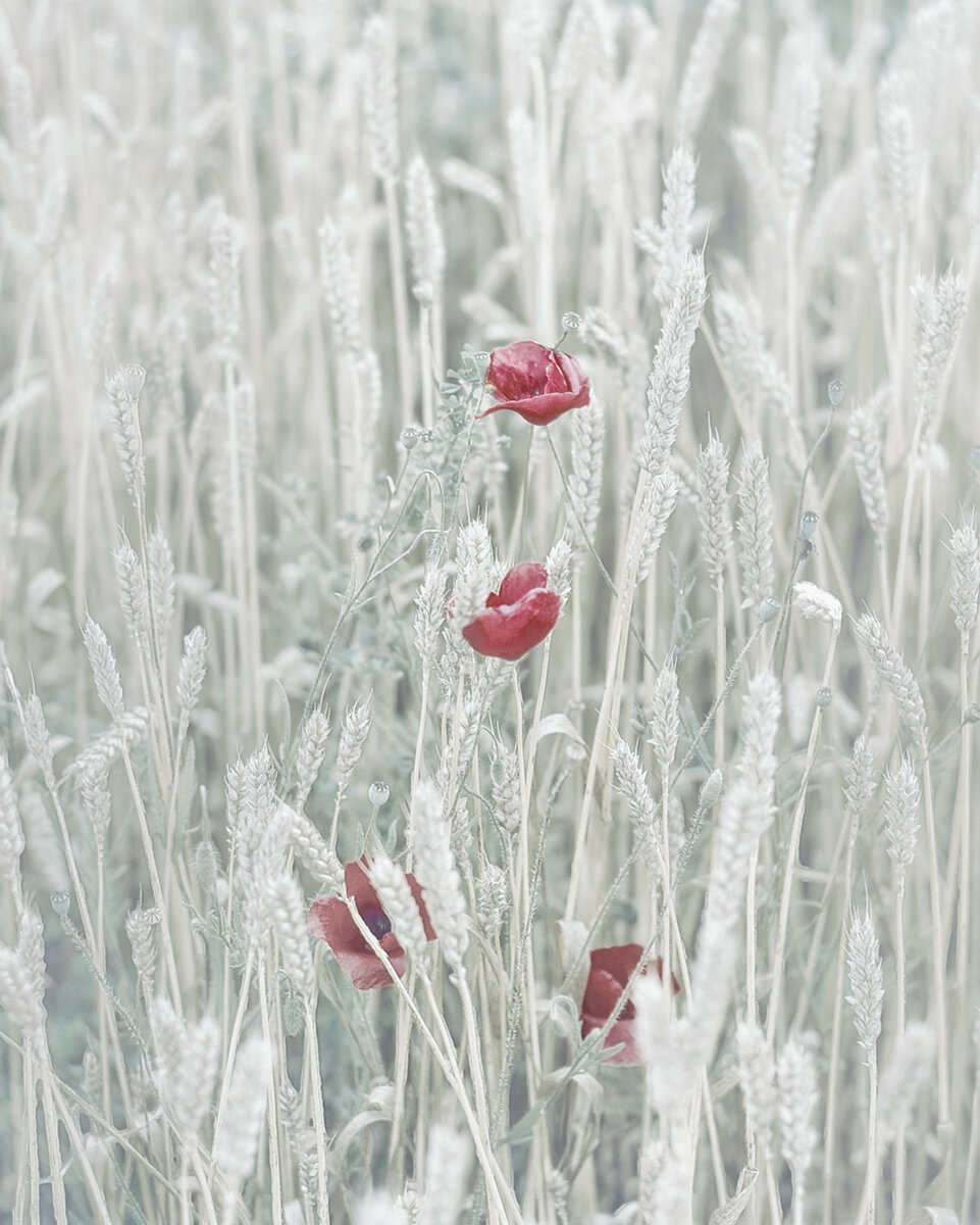 Untitled-(30)- Flower - 2.jpg