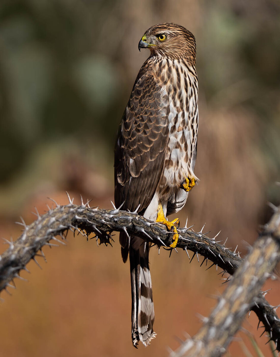 untitled-3205-Edit.JPG