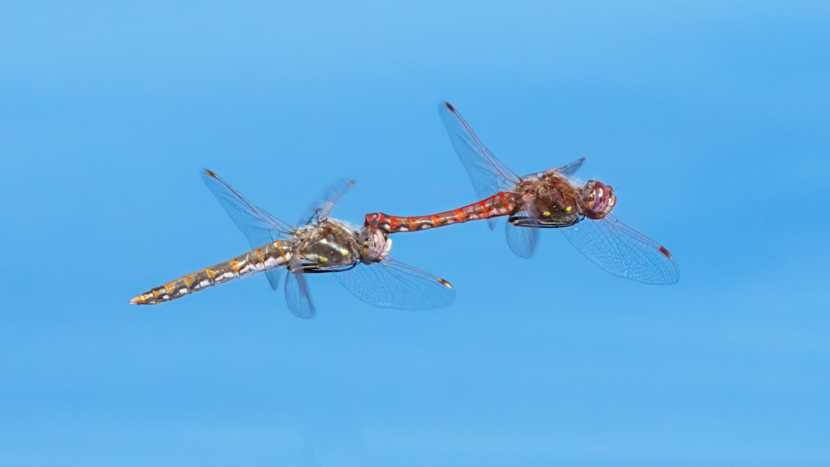 Variegated Meadowhawk-00511-Edit.png