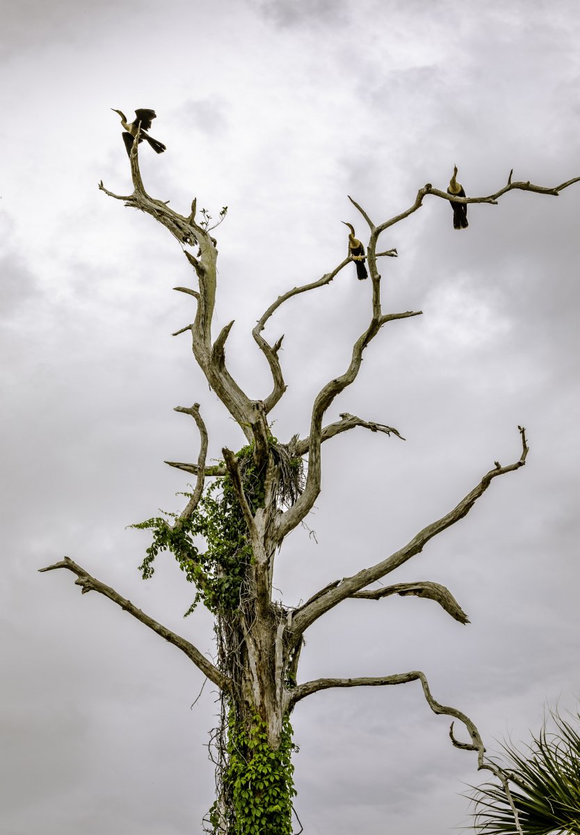 Venice Audubon Rookery - 7.5.JPG