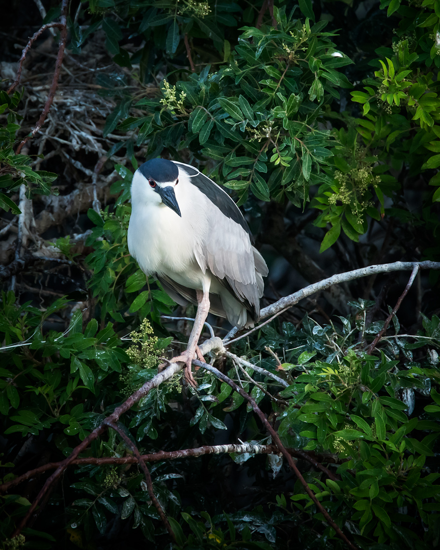 Venice-Rookery---9.1.jpg