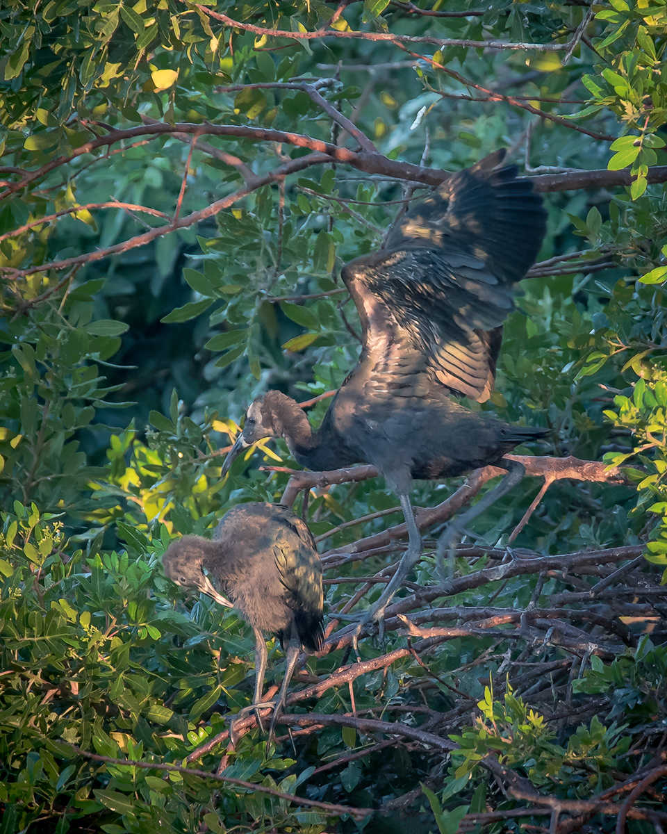 Venice-Rookery---Babies---1.1.jpg