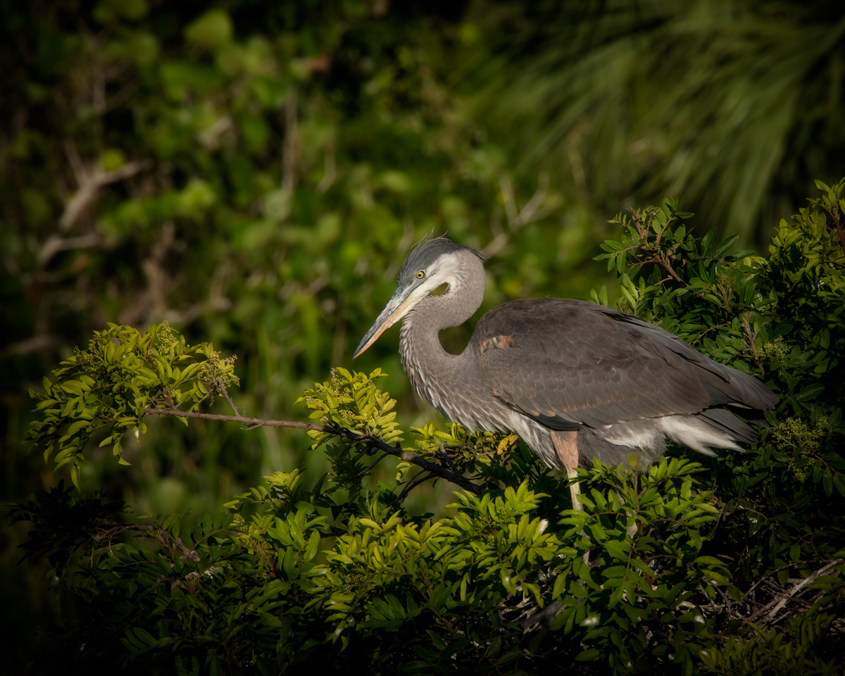 Venice-Rookery-Great-Heron-1.2.jpg
