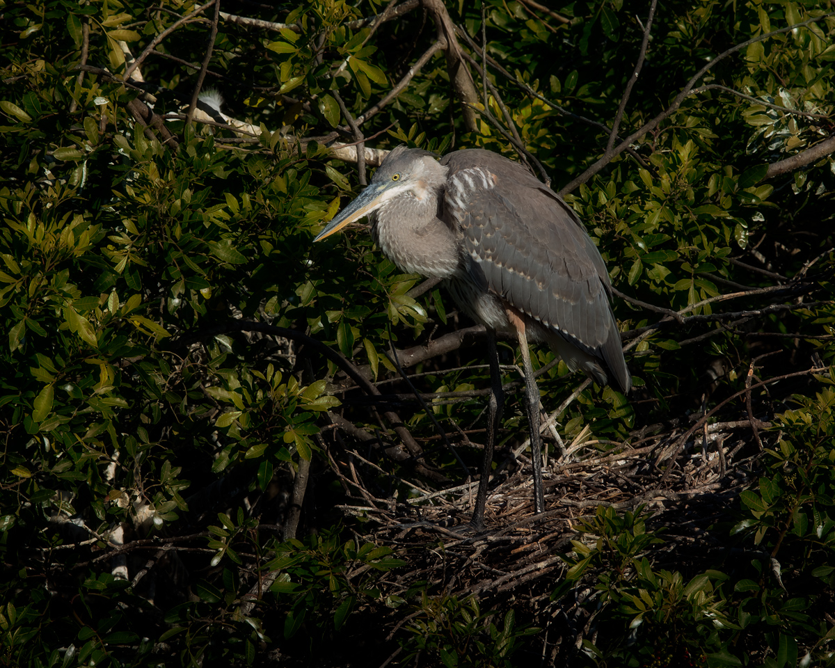 Venice-Rookery-Great-Heron-2.1.jpg