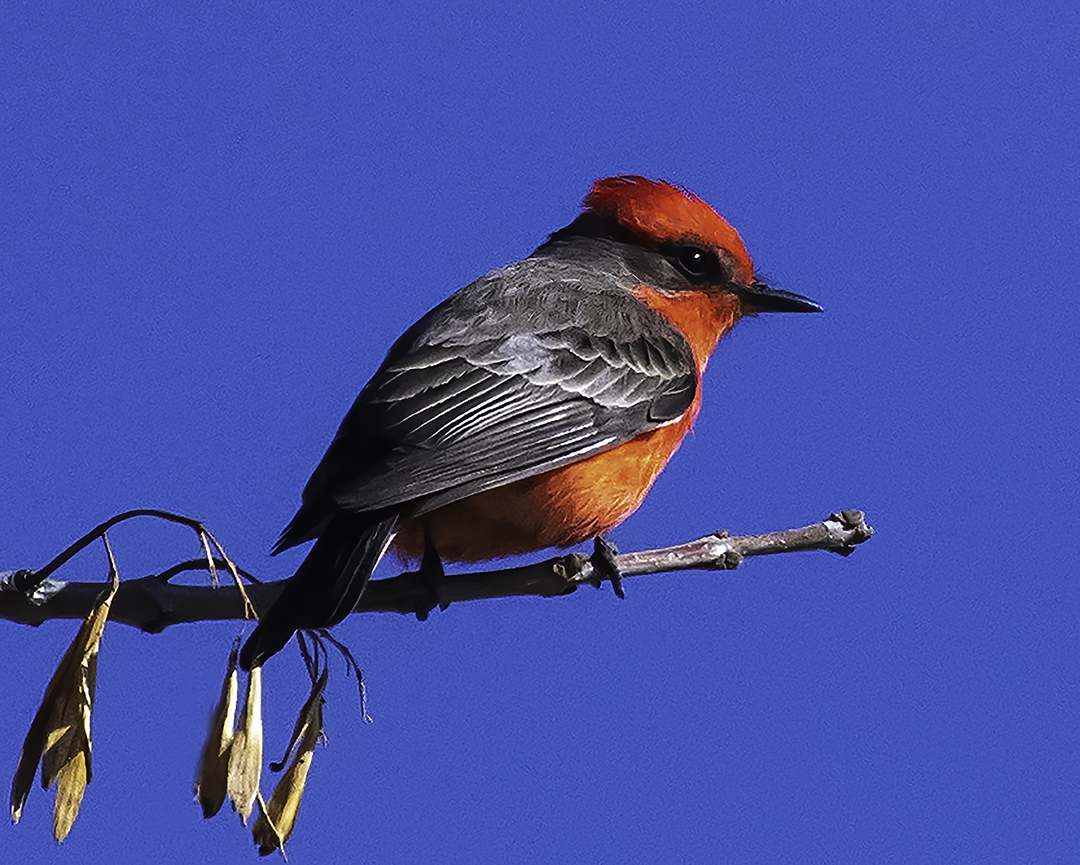 Vermilion Flycatcher male.jpg