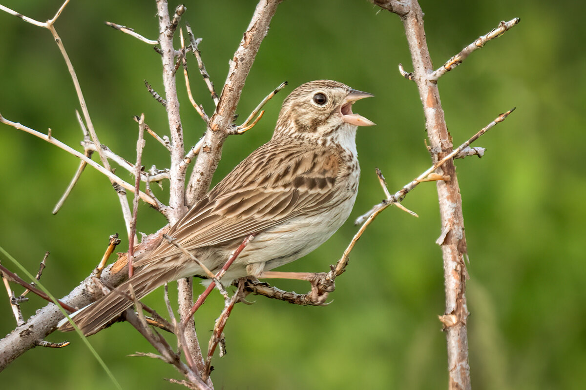 Vesper sparrow-01876-Edit.jpg