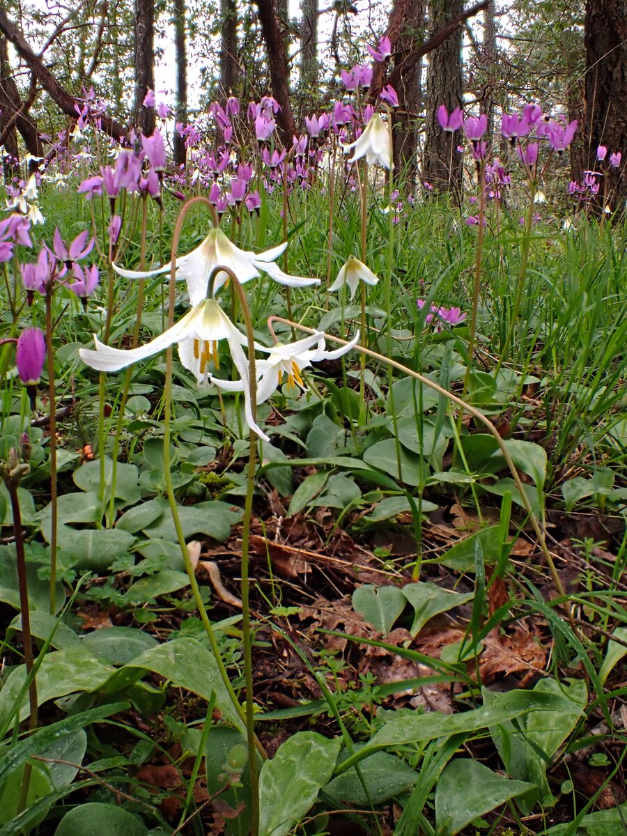 VI 19 Vic P4220804.JPG