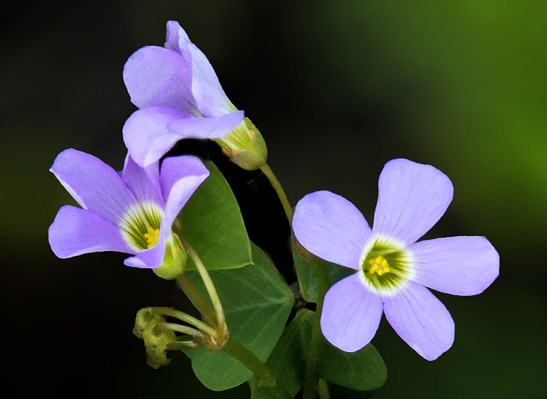 Violet Wood Sorrel.jpg