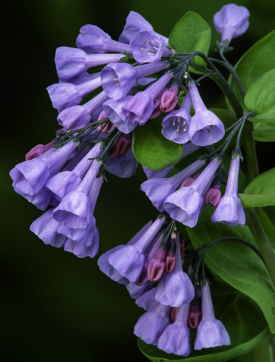 Virginia Bluebells.jpg