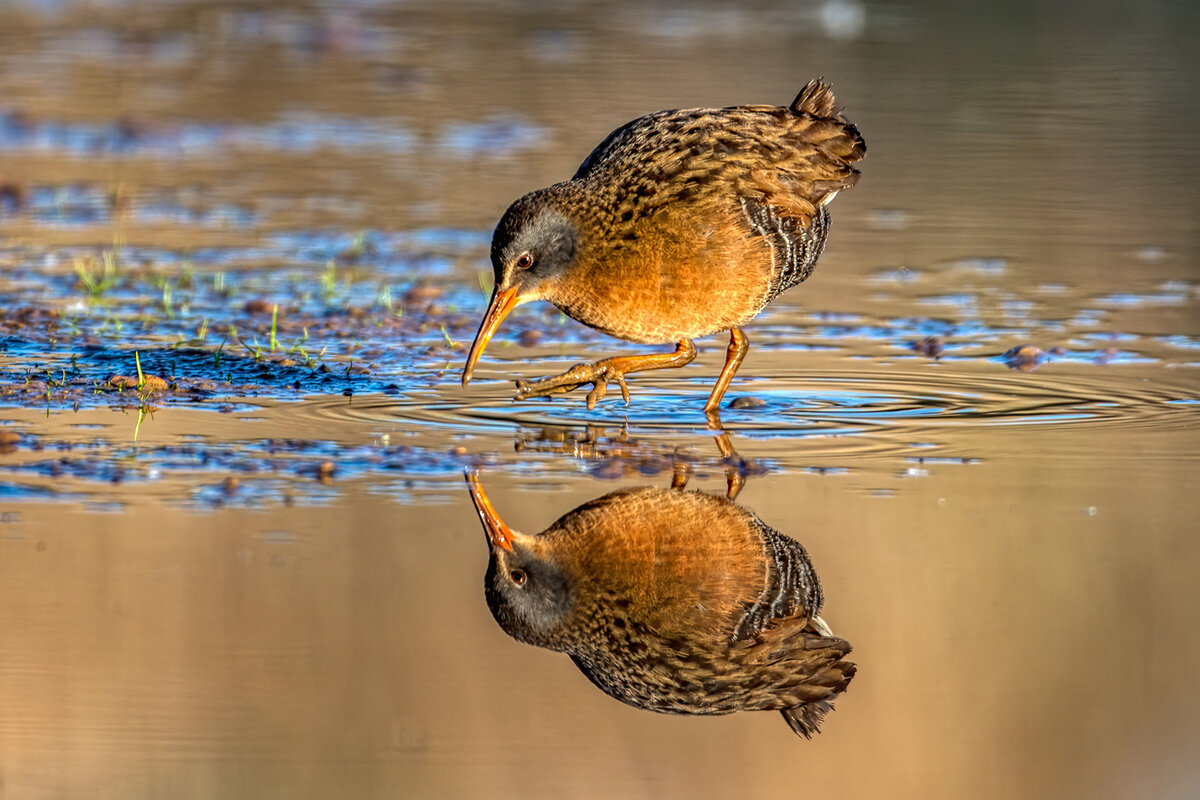 Virginia Rail 1800.jpg