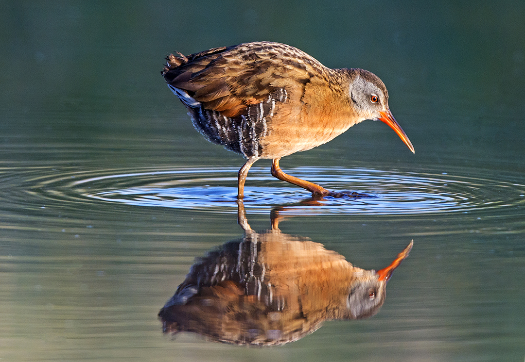 Virginia Rail (2).jpg