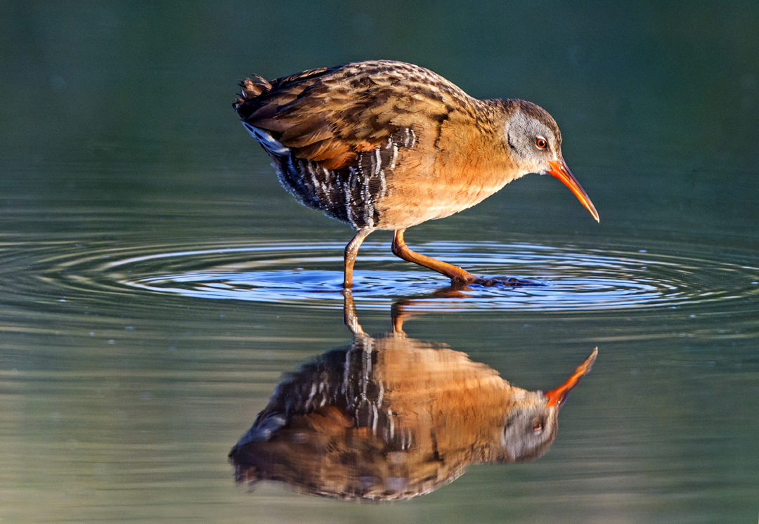 Virginia Rail.jpg