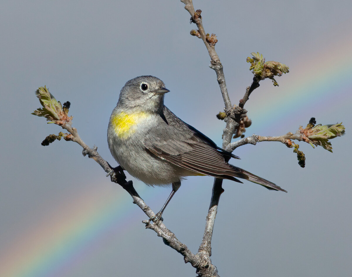 Virginia's Warbler -117-Edit.jpg