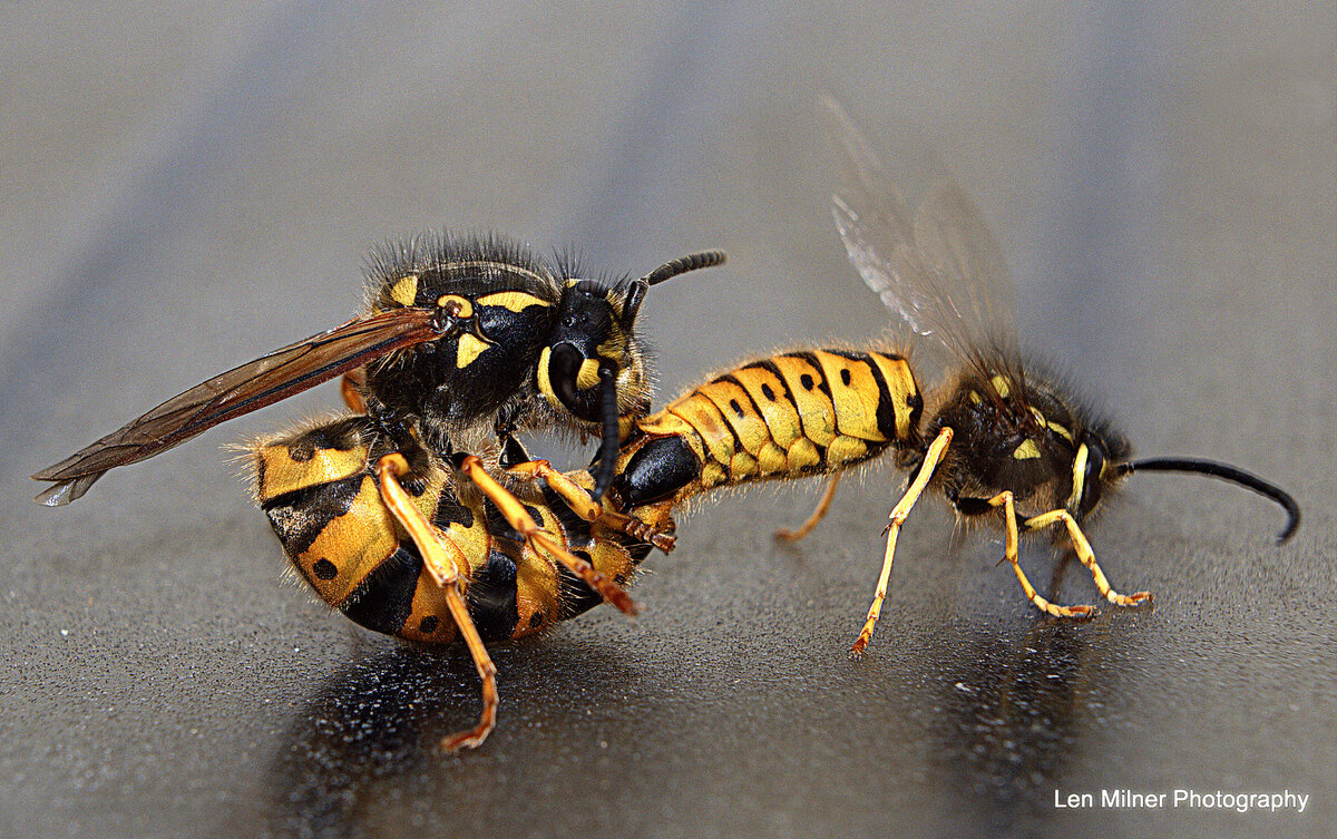 WASPS MAKING WASPS.jpg