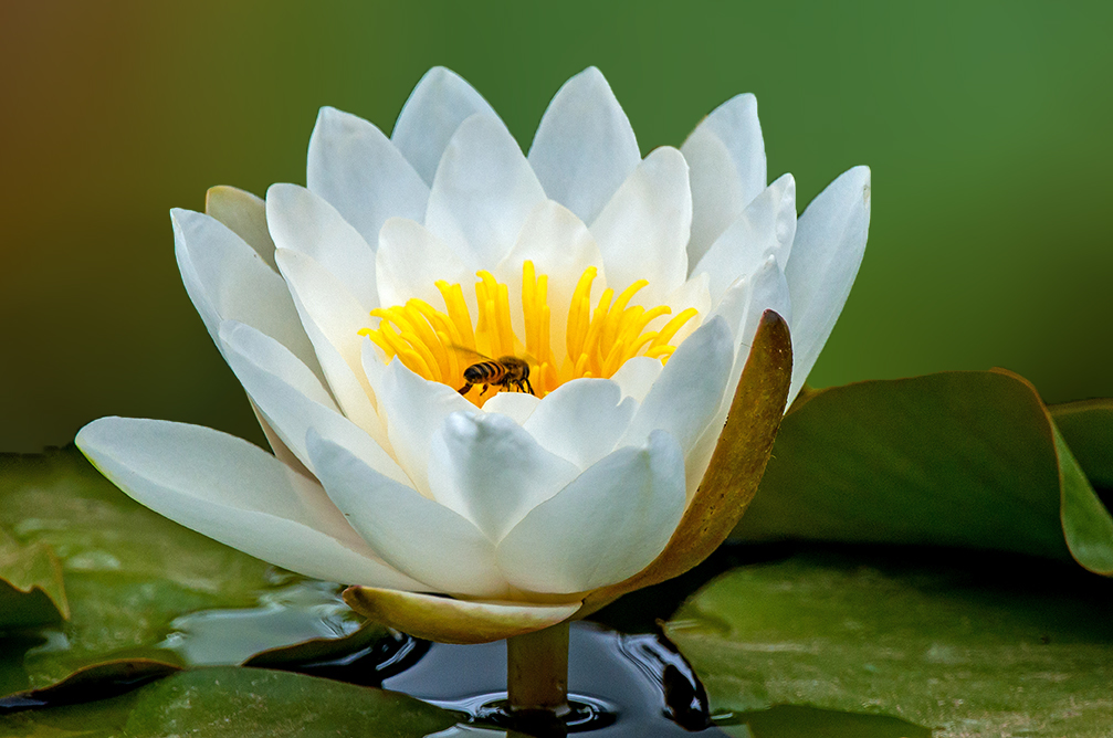 Honey Bee Pollinating a Water Lily. Focal World
