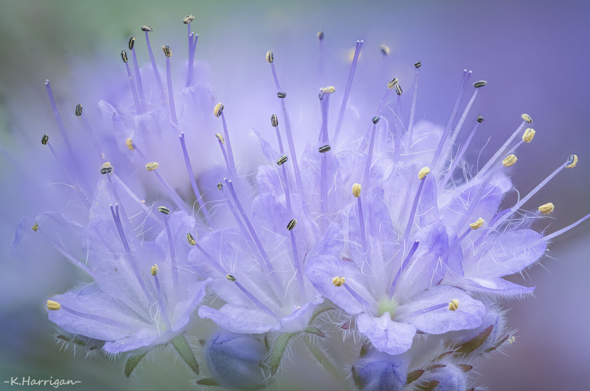 Waterleaf phacelia.jpg