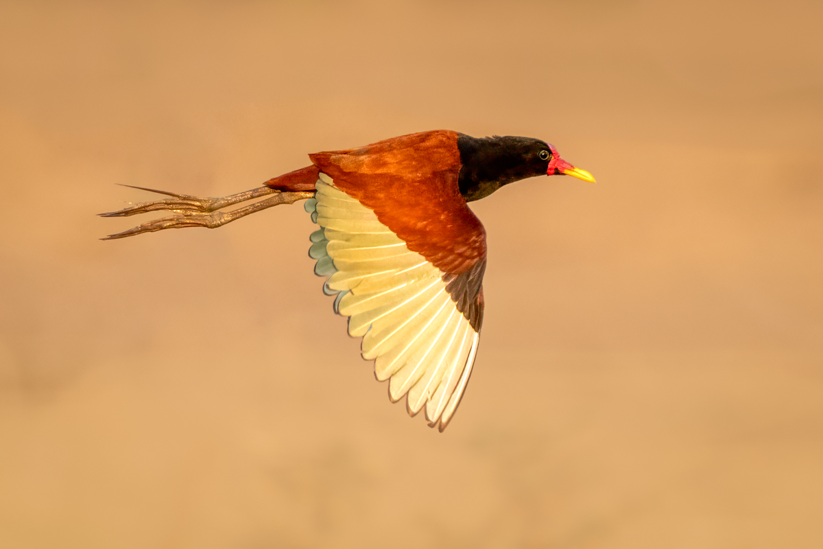 Wattled Jacana -04826-Edit.jpg