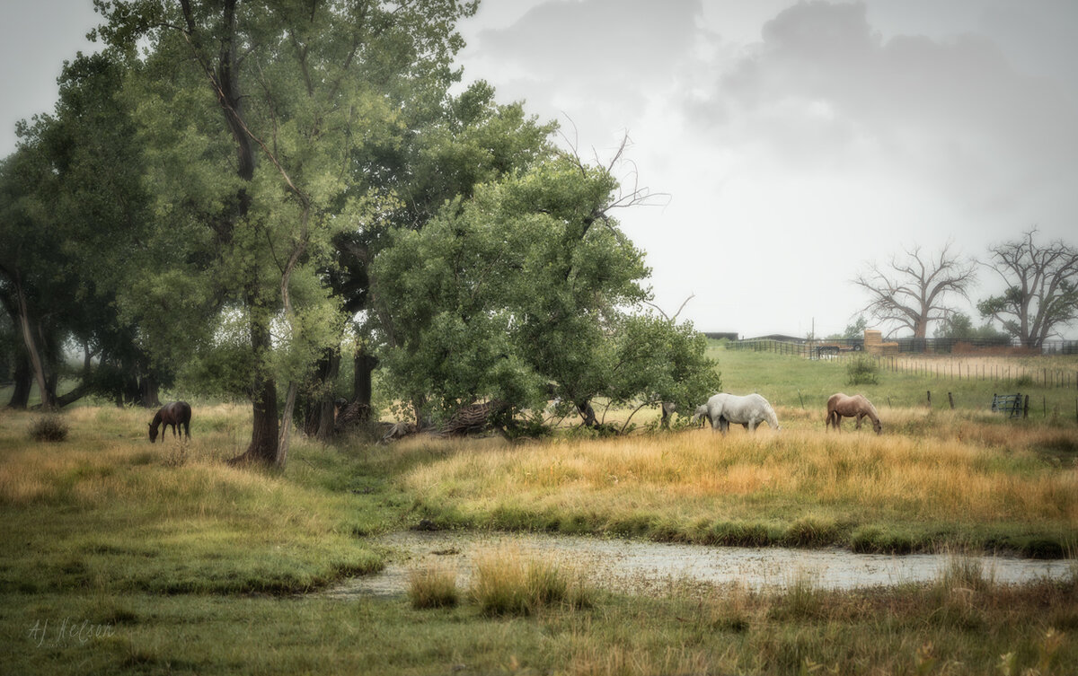 Weathered-Horses---1.1.jpg