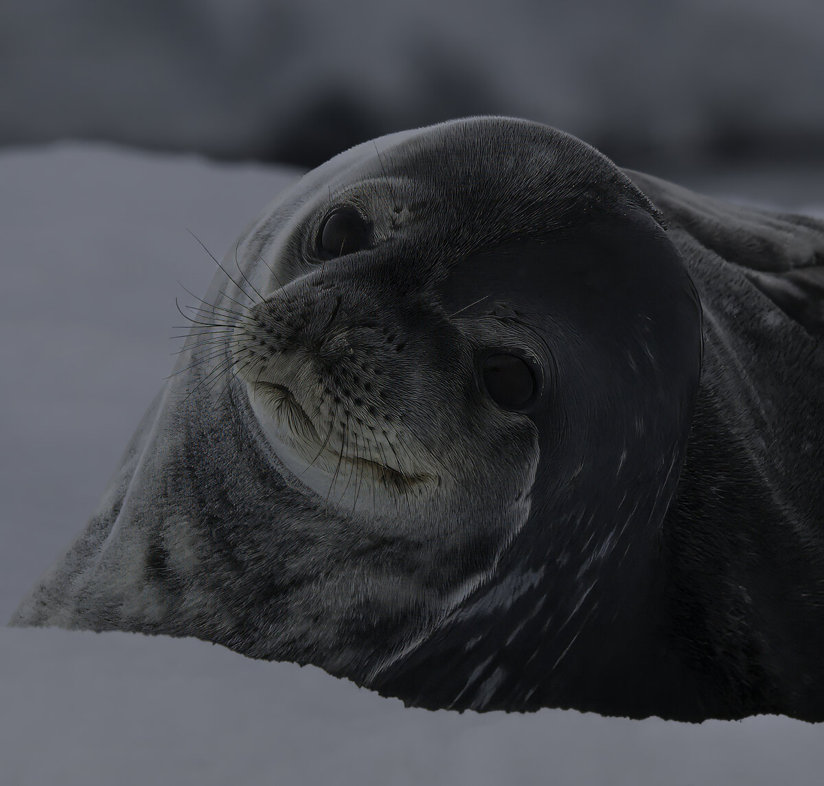 weddell seal.jpg