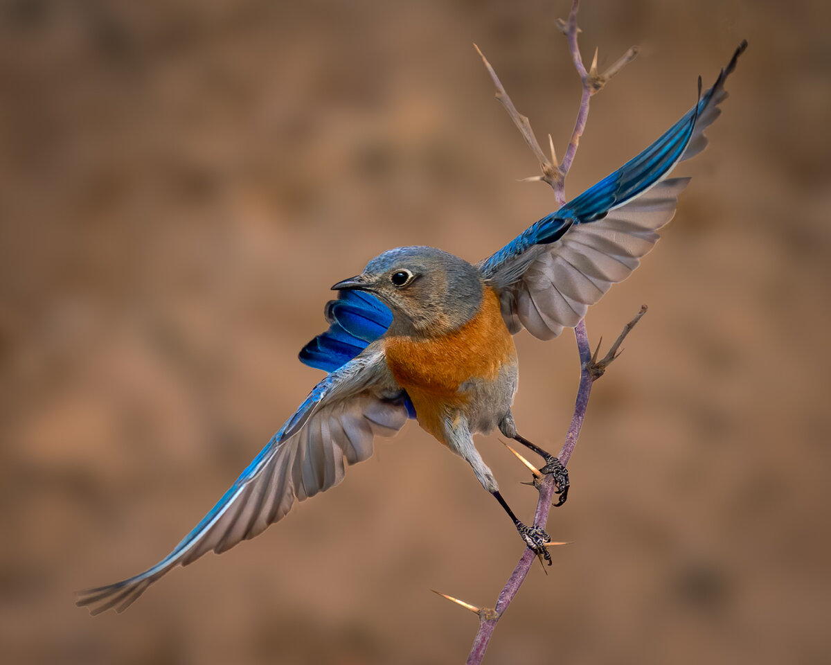 Western Bluebird-0225-Edit-Edit.jpg