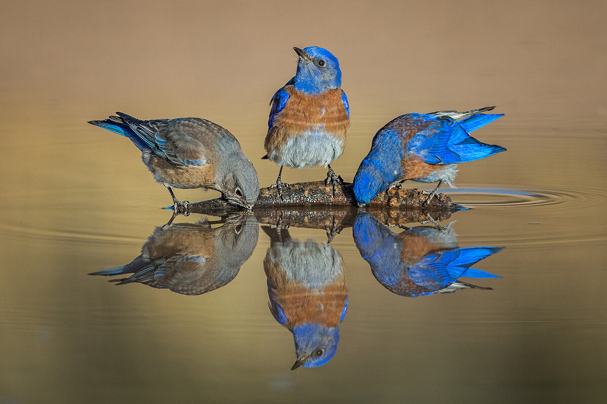 Western Bluebirds 2.jpg