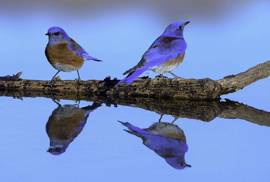 Western Bluebirds.jpg
