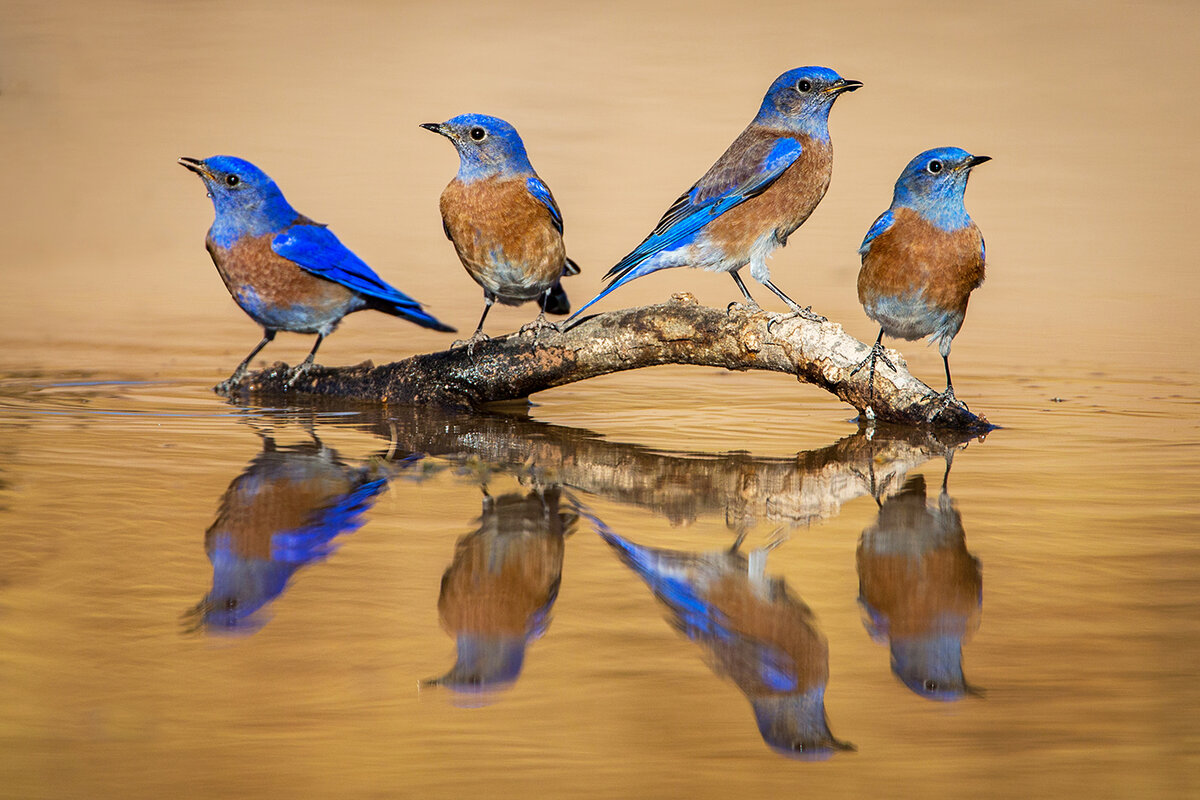 Western Bluebirds.jpg
