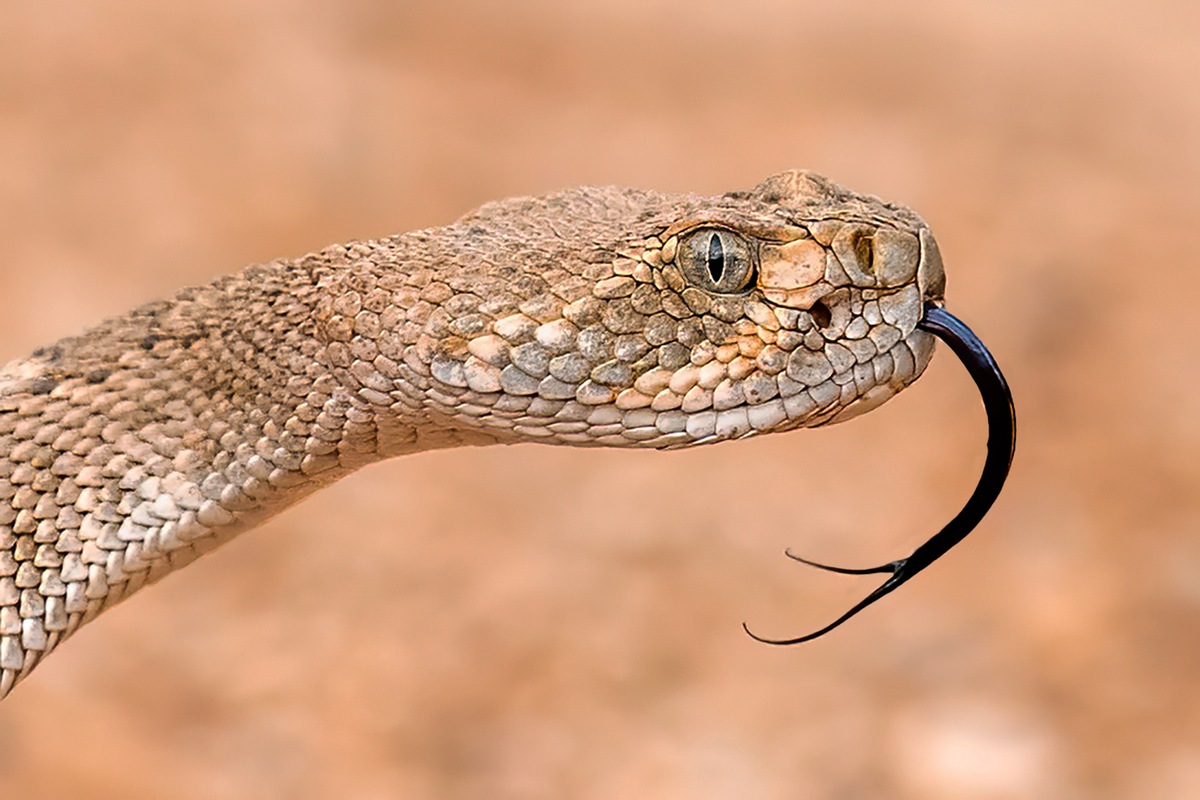 Western Diamondback Rattlesnake 2.png