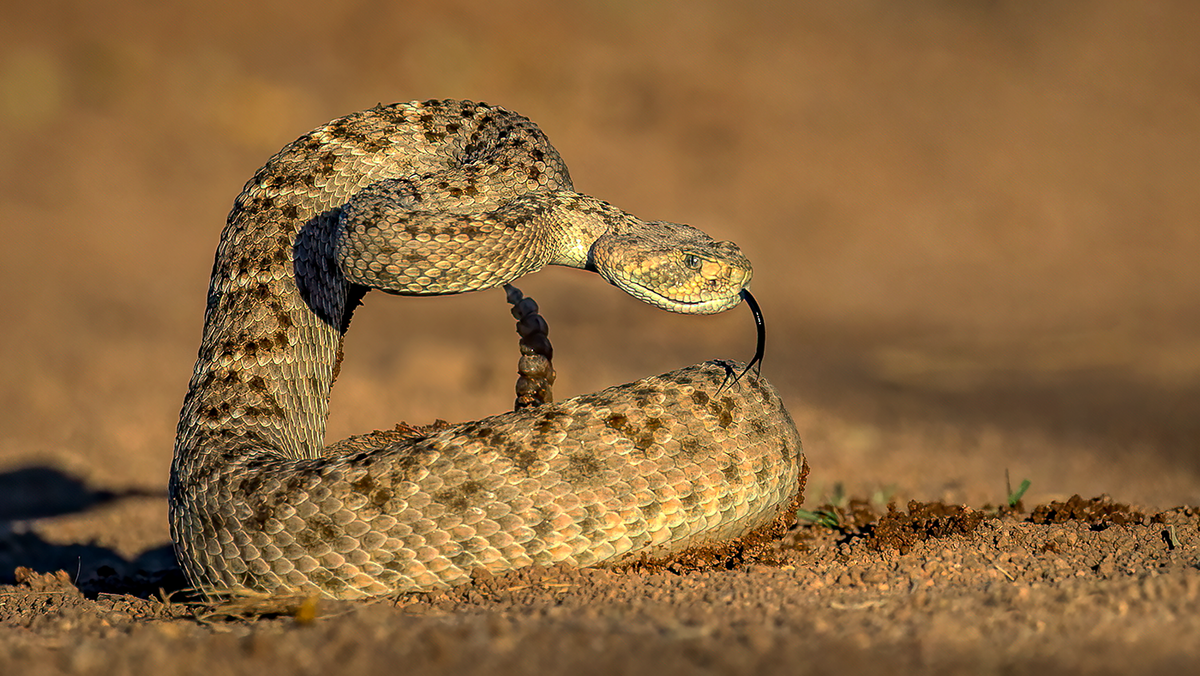 Western Diamondback Rattlesnake 3.png