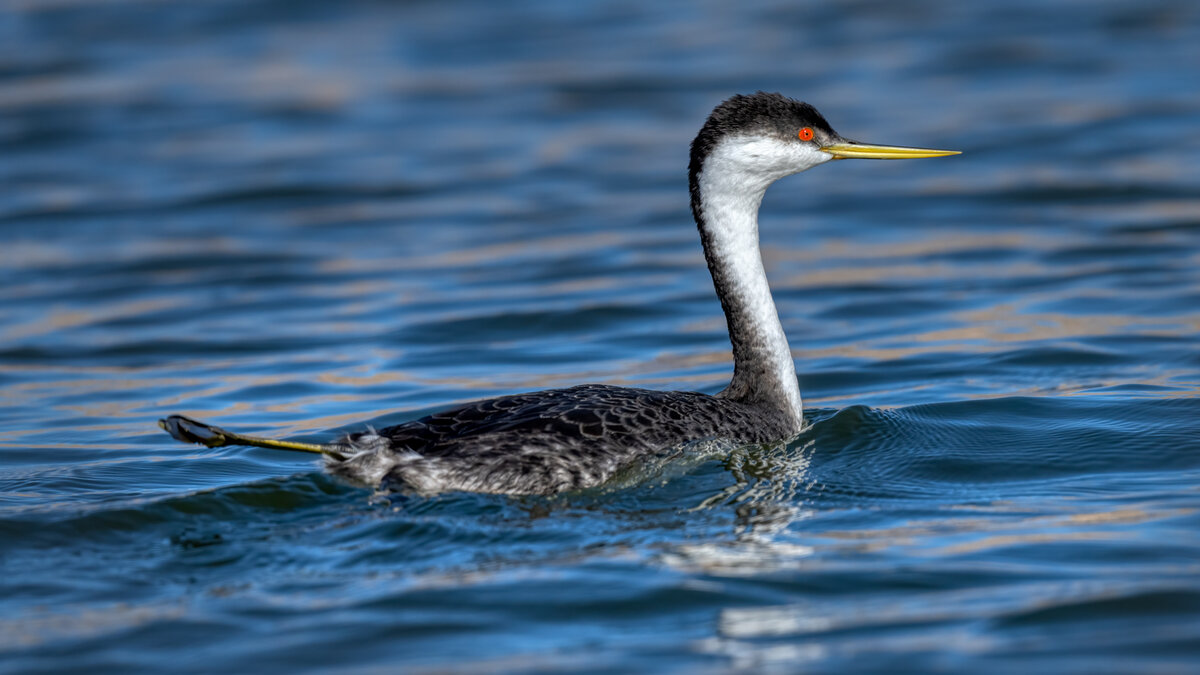 Western grebe-2717-Edit.jpg